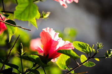 red hibiscus in Italy © Dagmar Breu