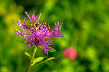 A bee sitting on a pink flower with delicate petals. Blurred background. Sunny summer day. Free space for an inscription.