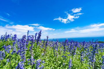 Landscape of Awaji Hanasajiki Park