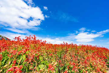 Landscape of Awaji Hanasajiki Park