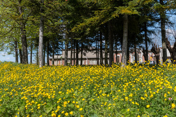 Colline del Monferrato