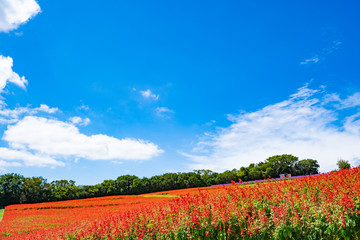 Landscape of Awaji Hanasajiki Park