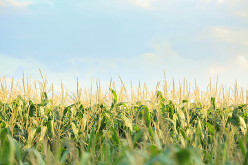 Green corn field on summer day