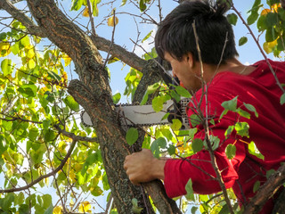 A man saws off a branch of an apricot tree with a chainsaw - view from the back. Dark-haired adult guy in red casual clothes, holding a tree with one hand, cuts branches in the garden - obrazy, fototapety, plakaty