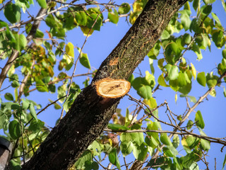 A wound of a trimmed branch on an apricot tree close-up, on a background of green-yellow leaves and blue sky on a sunny autumn day. Concept of autumn tree pruning, garden care