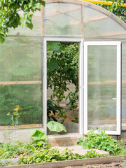Large semicircular polycarbonate greenhouse with an open door. Various plants in a greenhouse with an open door