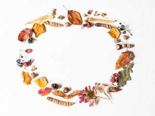 Fototapeta premium Seeds and leafs of wild trees frame isolated on white background and open space for text. Botany background. Top view