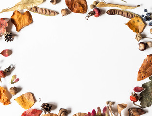 Seeds and leafs of wild trees frame isolated on white background and open space for text. Botany background. Top view