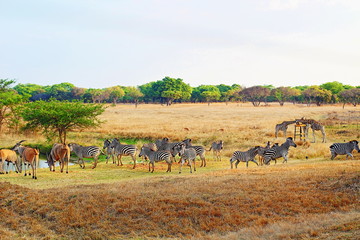 Naklejka na ściany i meble Zimbabwe wildlife and nature
