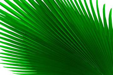 Nature Tropical palm green leafs Striped of large green foliage texture background close up