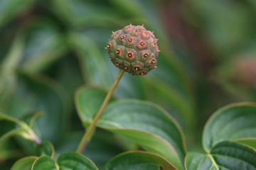 cormus kousa in autumn, strange green and red fruit