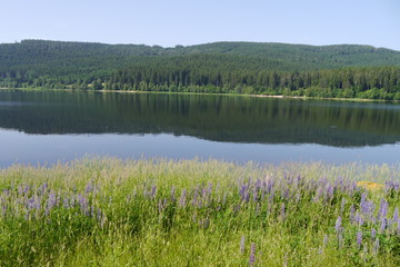 Bergsee mit Lupinen und Wald