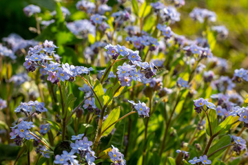 Wild spring light blue alpine forget-me-nots flowers (Myosotis alpestris). Selective focus photography