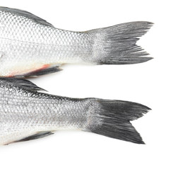 Fresh seabass fish on white background
