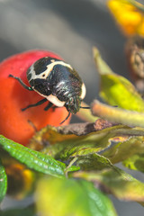 アカスジキンカメムシ