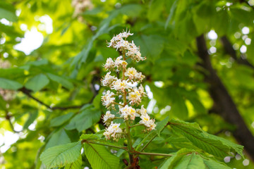 White horse-chestnut (Conker tree, Aesculus hippocastanum) blossoming flowers on branch with green leaves background