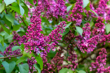 Blossoming branch of purple lilac Syringa vulgaris flowers on green leaves background in the spring park