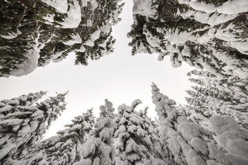 Beautiful winter landscape. Dense mountain forest with tall dark green spruce trees covered with clean deep snow on bright frosty winter day.