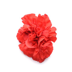 Beautiful carnation flower on white background