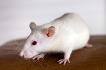 White funny domestic pet rat.