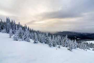 Fototapeta na wymiar Beautiful winter mountain landscape. Tall dark green spruce trees covered with snow on mountain peaks and cloudy sky background.
