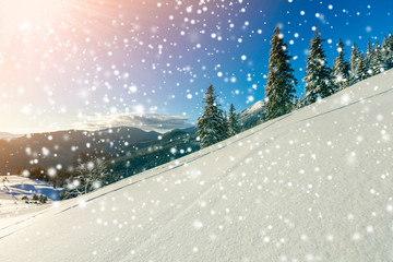 Winter Christmas landscape of mountain valley on frosty sunny day. Covered with frost tall fir-trees in deep snow, woody dark mountain ridge, soft glow on horizon, blue sky copy space background.