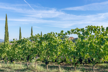 Winery in Tuscany, Italy, surrounded by vineyards and cypresses, during the grape harvest