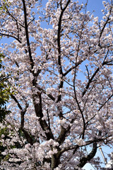 名古山霊園　桜