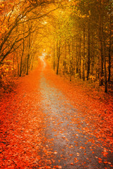 Pathway through the autumn forest, orange and red foliage trees. blur, soft focus