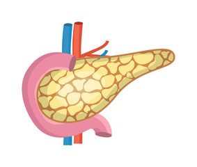 Pancreas with arteries are shown. Internal organ of digestive system on white background.