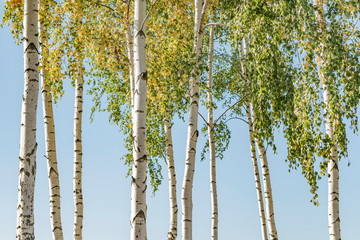 White birch with yellowed leaves in September