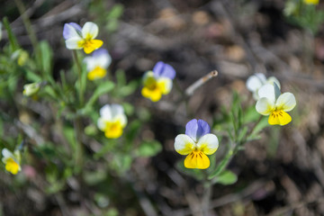 Viola Vitrocca, or Pansies