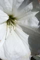 Naklejka premium White Flower