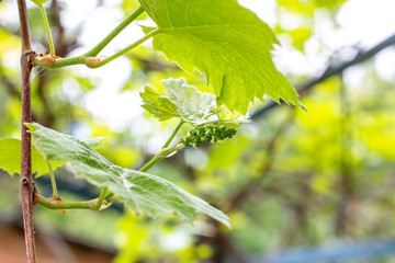 Fresh young green growing grape leaves in a vineyard garden in spring and summer