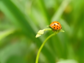 Naklejka premium ladybug on green leaf