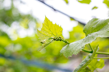 Fresh young green growing grape leaves in a vineyard garden in spring and summer