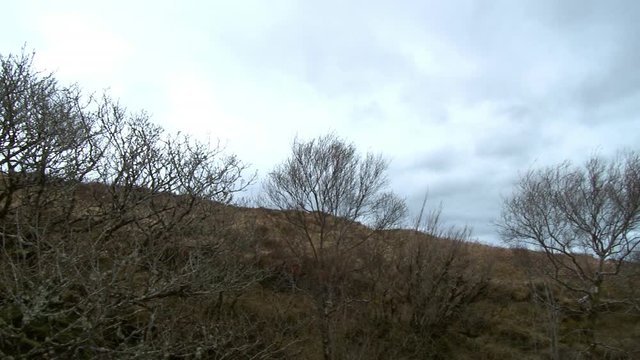 Wide shot of a coarse, brown hillside with a row of stiff, leafless bushes in the foreground