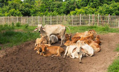 Herds of cows stand and sit on mud in a farm surrounded by wooden stalls.
