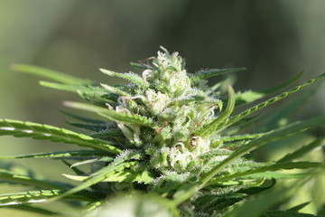 cogollos de mariguana