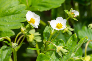 White blooming strawberry flowers on green leaves background in the garden