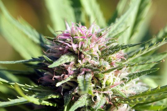 cogollos de mariguana