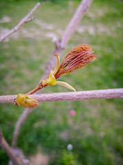 Close-up of a young leaf not yet opened brown on a bare branch on a green background