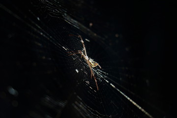 Spider climb on white cobweb on dark background look scary can use in Halloween day, have copy space for put text