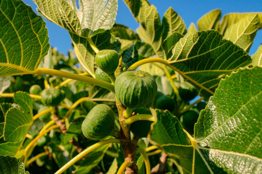 Figs growing on a fig tree (Ficus carica) with large green leaves and a blue sky in the background