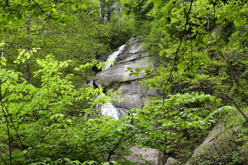 waterfall in the forest