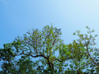 Sky and tree