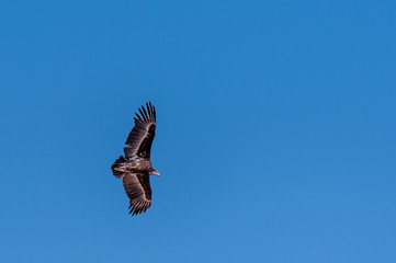 A White-headed vulture -Trigonoceps occipitalis- circling over Etosha National Park, Namibia.