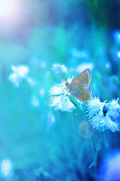 A beautiful butterfly in shades of blue.