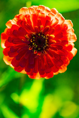Red Zinnia on green background