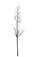 Dead tree silhouette isolated on white background